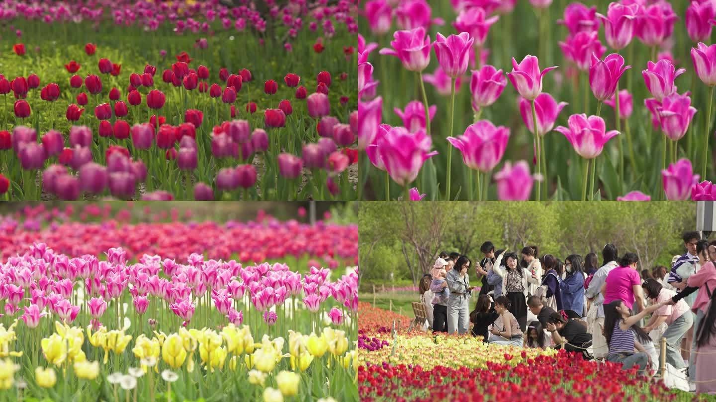 公园郁金香花海 花朵随风摇曳