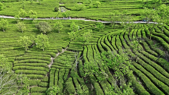 4k 航拍贵州茶园茶坡春茶采茶