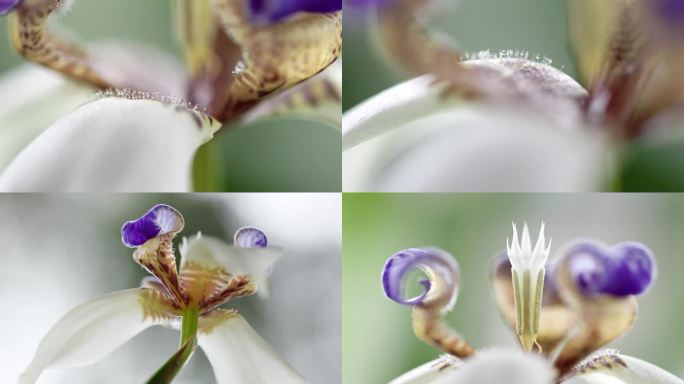 听雨观花