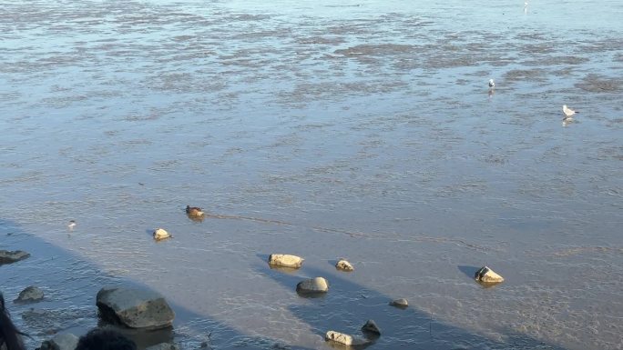 深圳湾海边游动的野鸭子