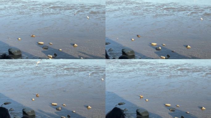 深圳湾海边游动的野鸭子
