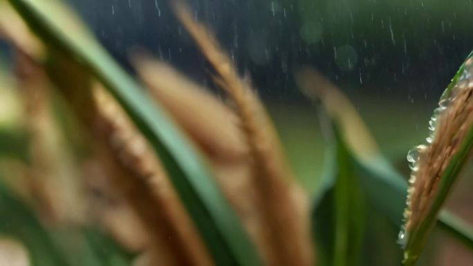 小满 治愈 二十四节气 唯美 小雨 下雨