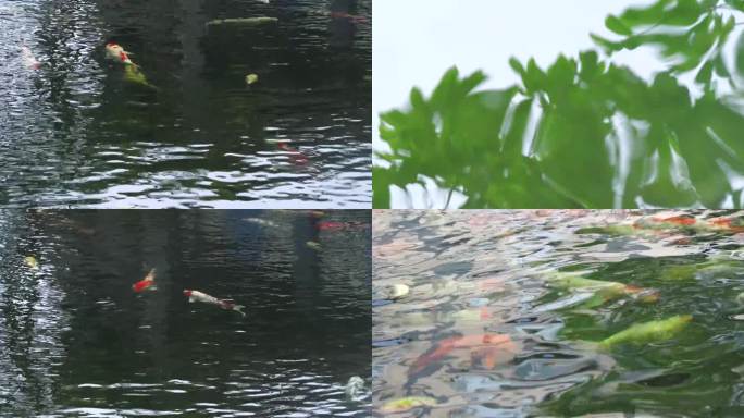 公园景点锦鲤鱼水塘景观水