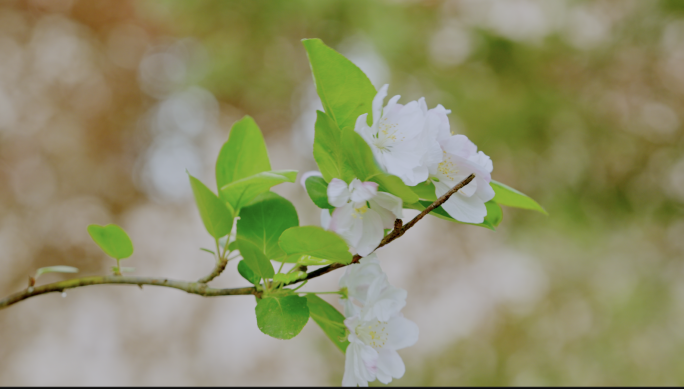 春天海棠花 唯美樱花 紫藤花 春意盎然