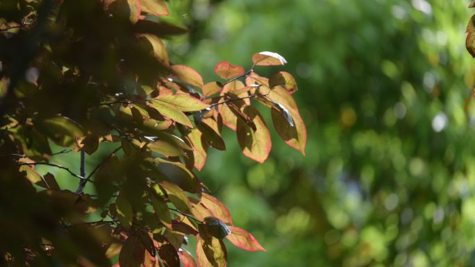阳光树叶植物光影写意美好空镜红色叶子夏天