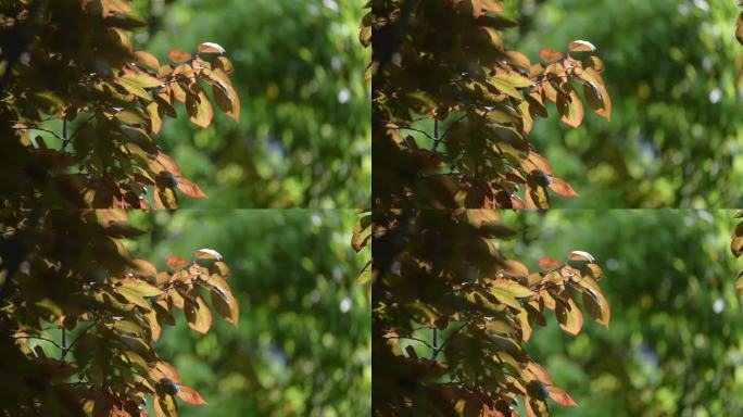 阳光树叶植物光影写意美好空镜红色叶子夏天
