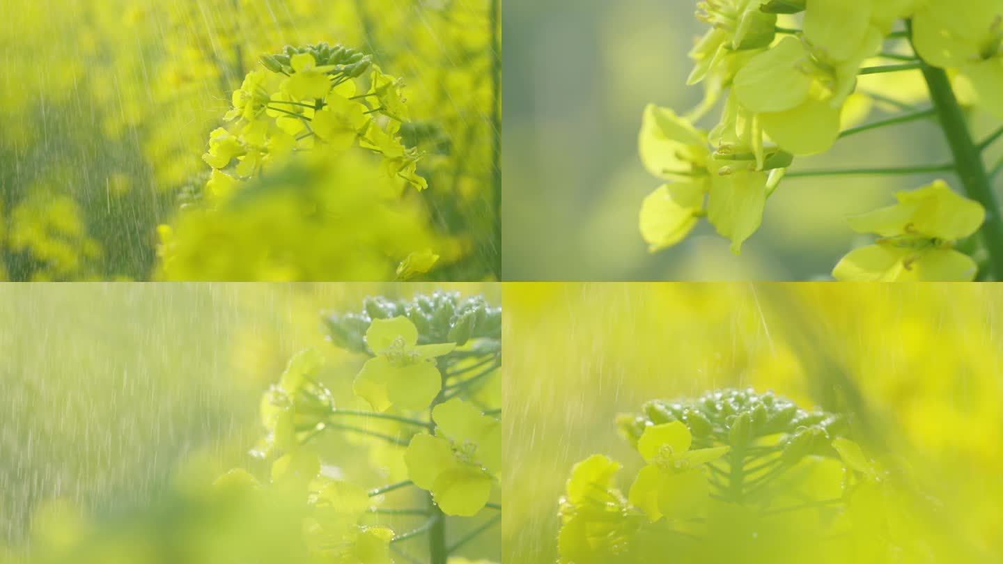 雨打油菜花特写视频素材