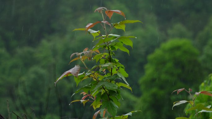 雨后云雾  雨中枫叶