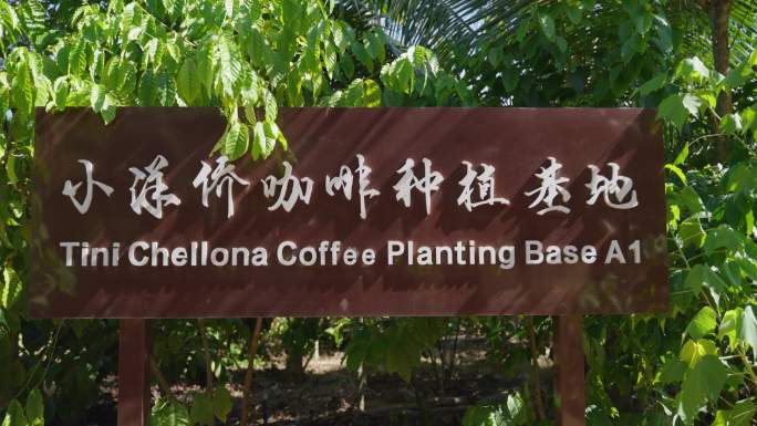 小洋侨咖啡种植基地