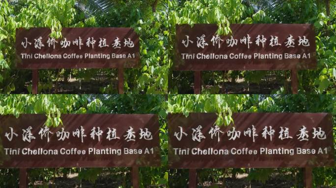 小洋侨咖啡种植基地
