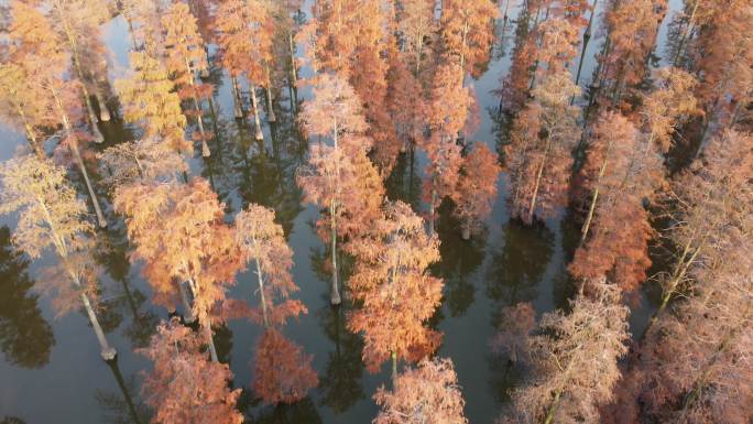 秋天 秋叶 红叶 水中杉树 航拍 水杉林