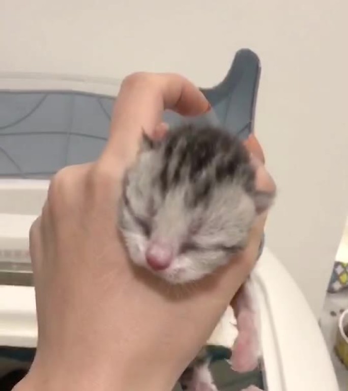 刚出生小奶猫