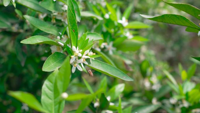 春天蜜蜂采蜜 百花齐放 柑橘花