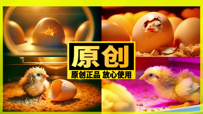 小鸡 鸡蛋 生长 破壳而出 成长 温室