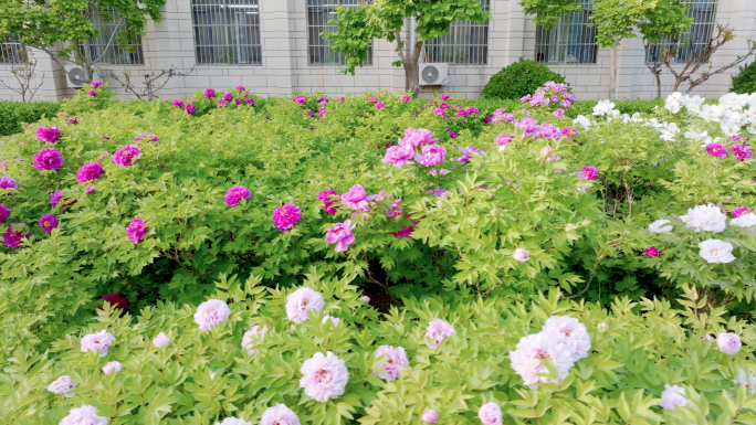 牡丹花特写移动 粉红花蕊花瓣绿叶芍药