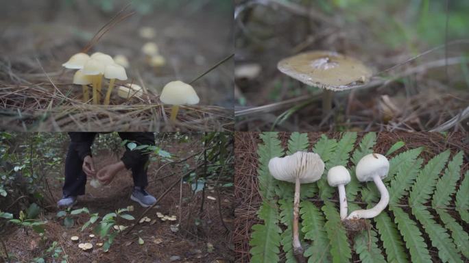 唯美蘑菇 森林野生采摘蘑菇特写