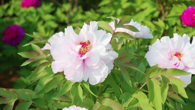 牡丹花蜜蜂采蜜特写 粉红花蕊花瓣绿叶芍药