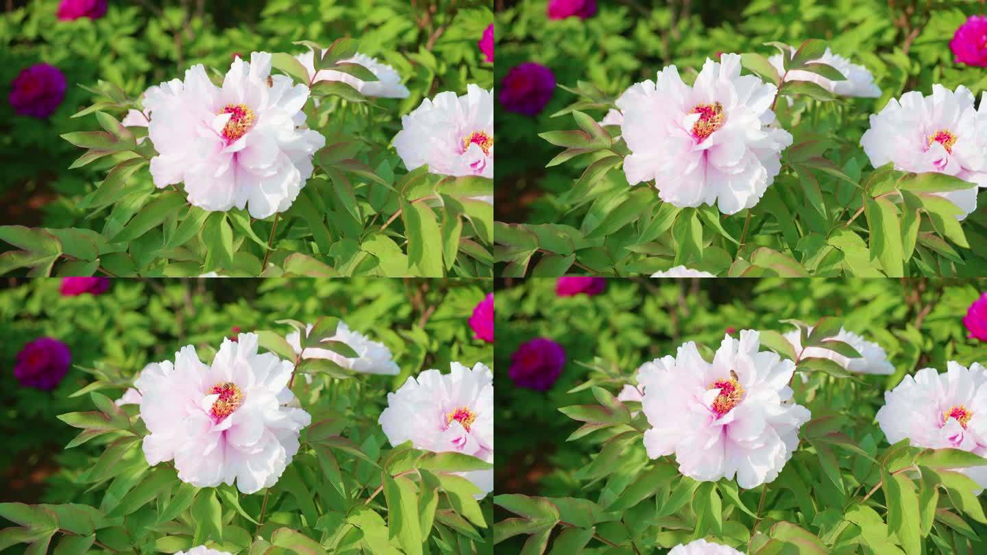 牡丹花蜜蜂采蜜特写 粉红花蕊花瓣绿叶芍药