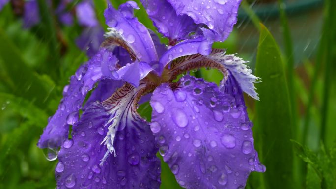 雨中的紫色鸢尾花