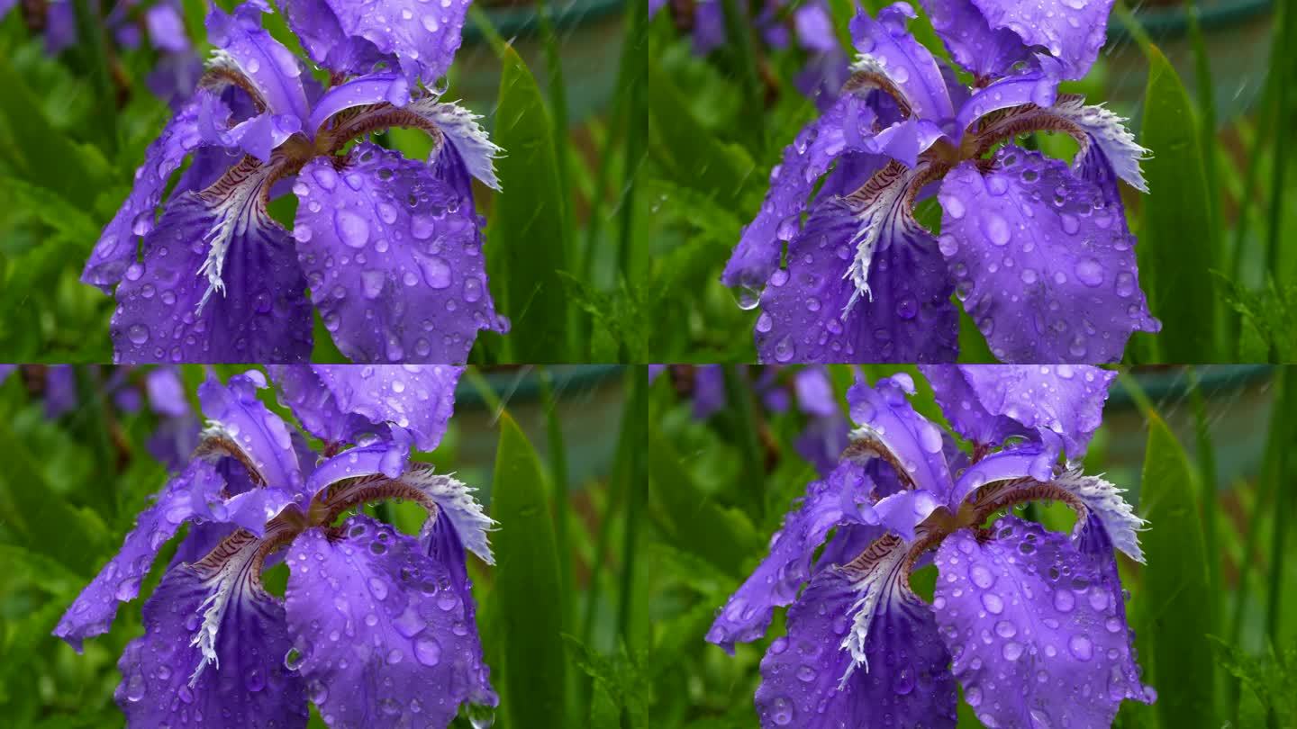 雨中的紫色鸢尾花