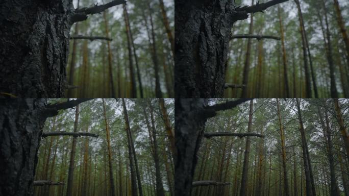 雨天的松树林