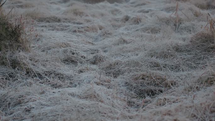 秋冬早晨田间野草上的白霜