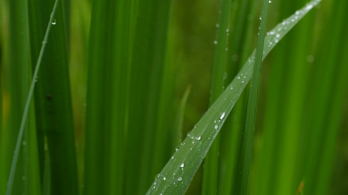 合集花叶上的水珠