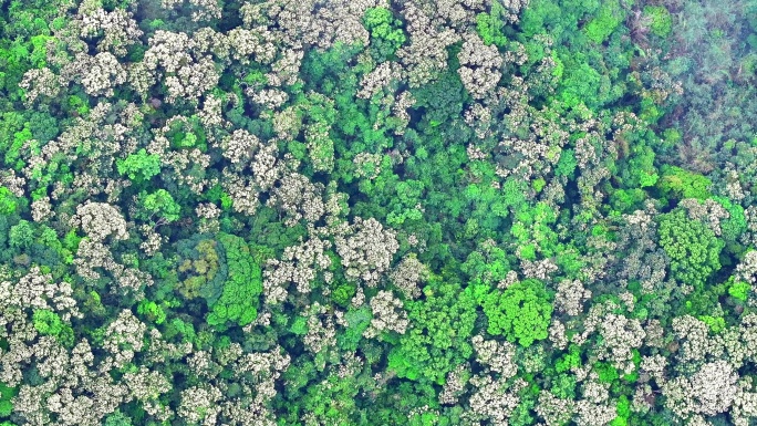 深圳梧桐山云层之下一大片花海