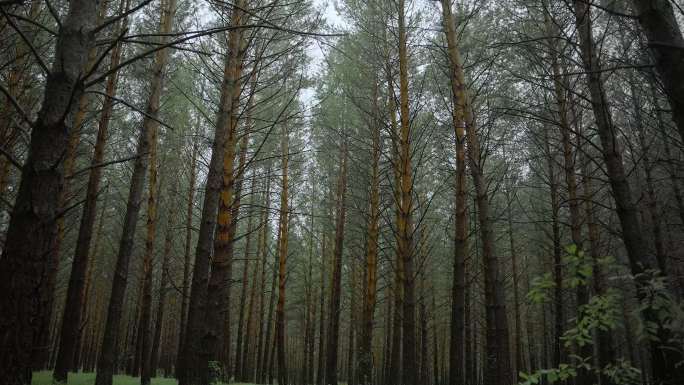 雨天森林中行走茂密的树干