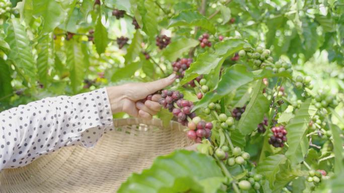 罗布斯塔咖啡豆咖啡种植咖啡树咖农采摘生豆