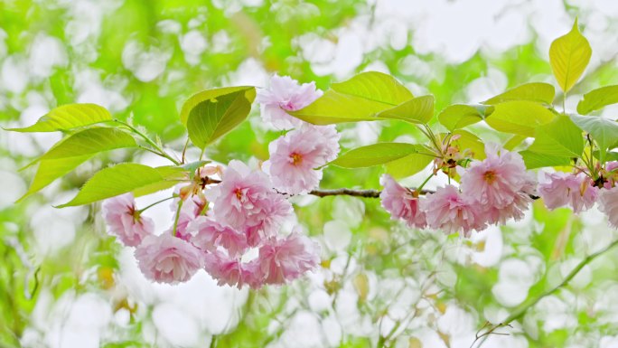 春天樱花 浪漫海棠花 树林 生态 航拍