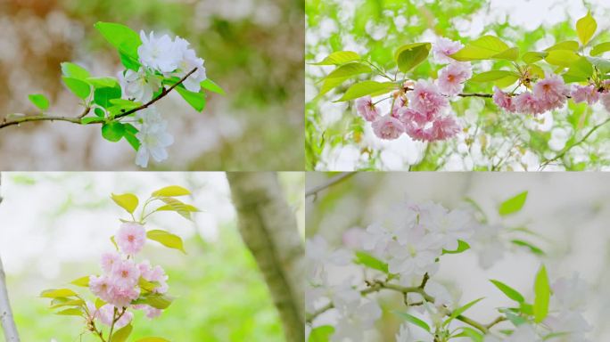 春天樱花 浪漫海棠花 树林 生态 航拍