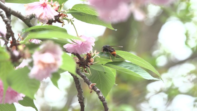 春天海棠花杜鹃花