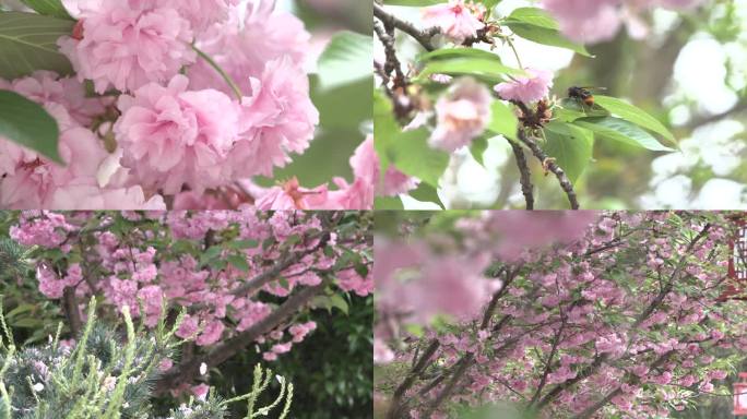 春天樱花杜鹃花