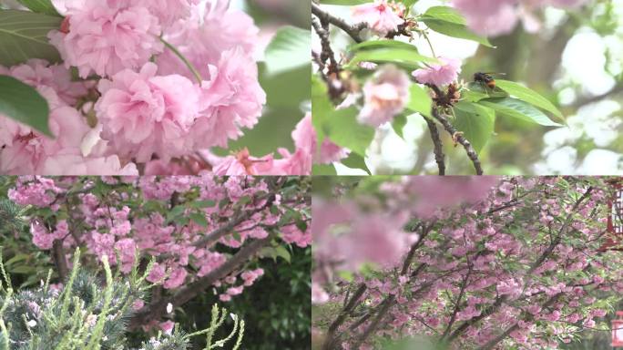 春天海棠花杜鹃花