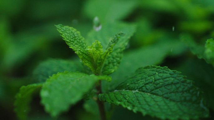 雨滴露水水滴滴落在绿色植物叶子上薄荷