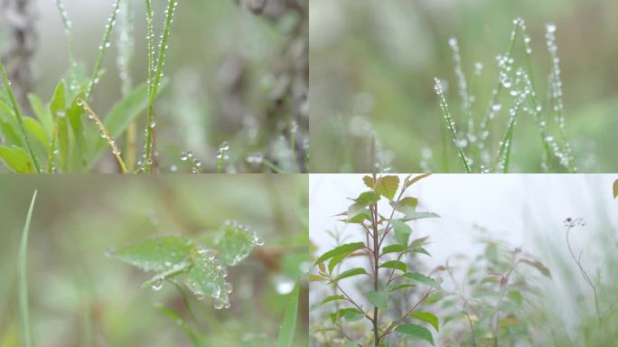 清晨露珠滋润露水滋养植物植被