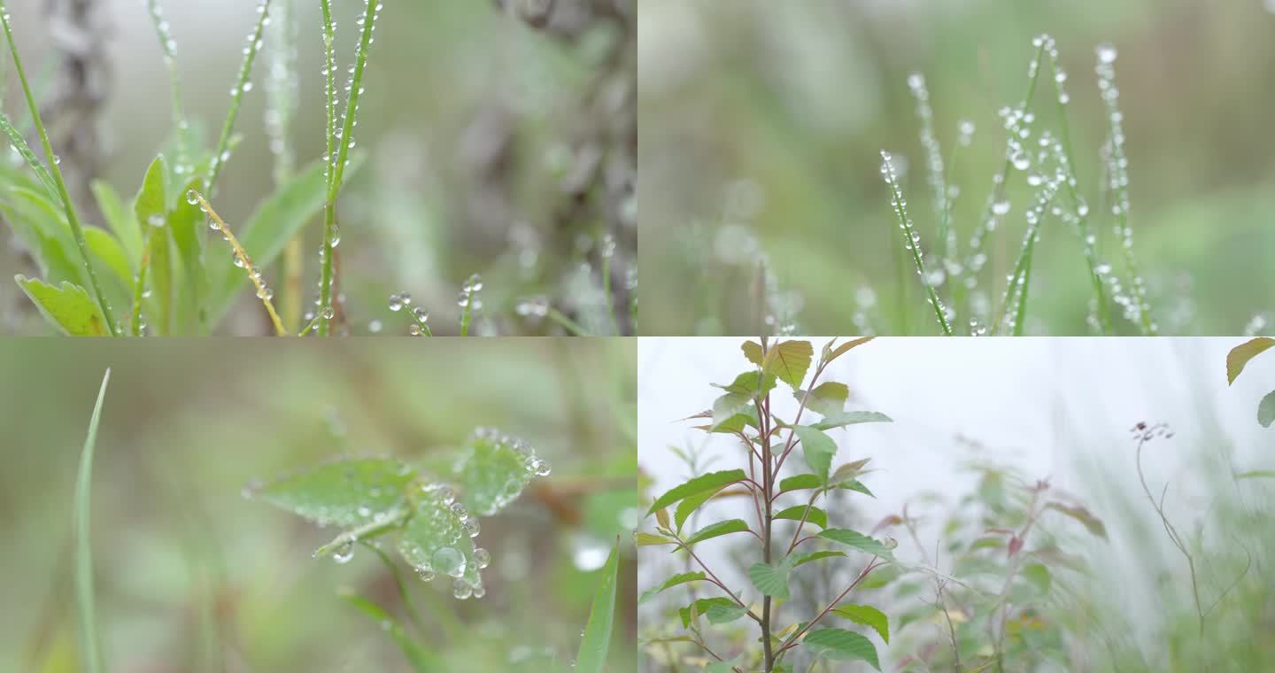 清晨露珠滋润露水滋养植物植被