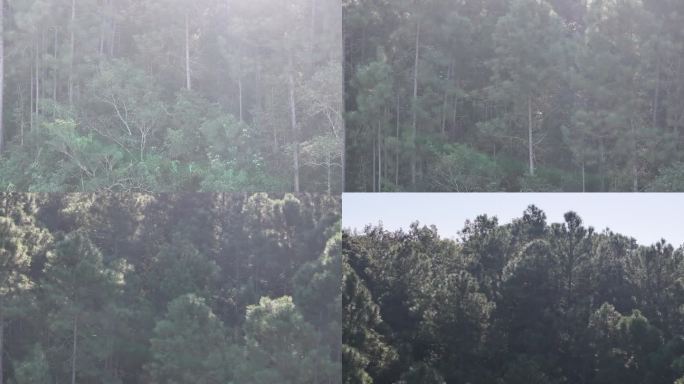 4K-Log-航拍海南热带雨林，尖峰岭