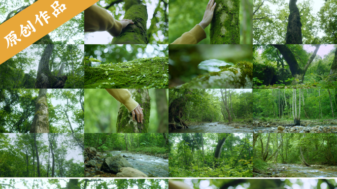 4k森林大树树木人与自然探索自然溪流流水