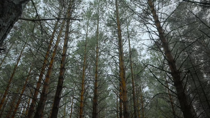 雨天森林中行走茂密的树干