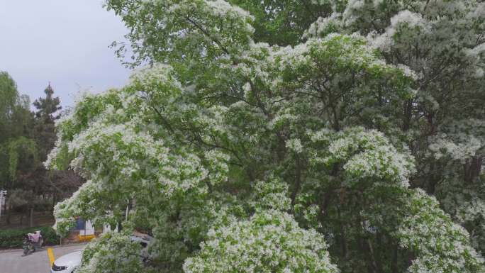 中草药 观赏树种 白色流苏花 开满花的树