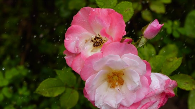 雨中蔷薇花