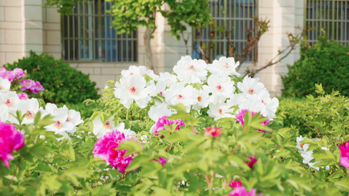 牡丹花特写移动 粉红花蕊花瓣绿叶芍药