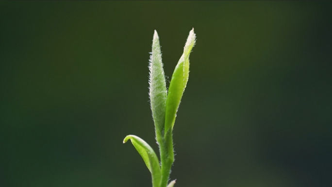 【延时】茶叶生长发芽