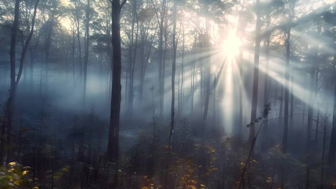 唯美森林树林仰拍大自然阳光