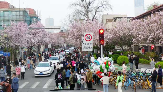 五大道 海棠花 城市风光 4K航拍