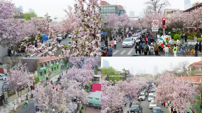 五大道 海棠花 城市风光 4K航拍