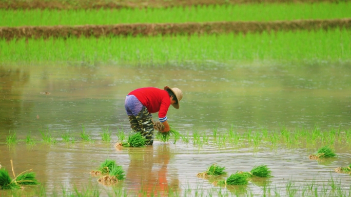 【原创】农民栽秧插秧春耕农民干活乡村振兴