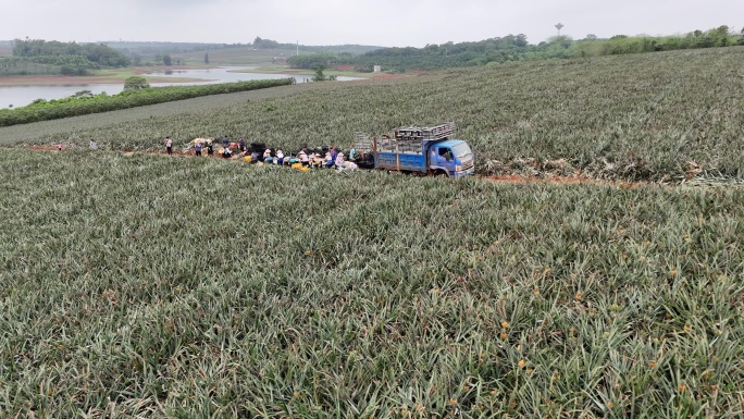 湛江徐闻菠萝的海果农采摘菠萝现场